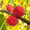 CHE - Kudránia trojlaločná (Cudrania tricuspidata) DARROW