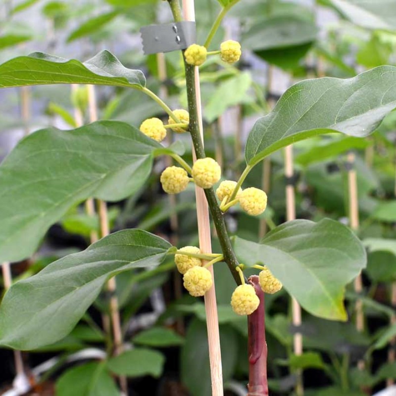 CHE - Kudránia trojlaločná (Cudrania tricuspidata) OPEĽOVAČ