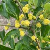 CHE - Kudránia trojlaločná (Cudrania tricuspidata) OPEĽOVAČ