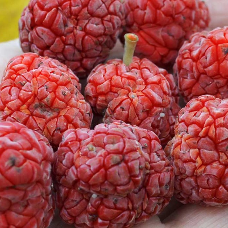 Chinese Mulberry (Cudrania tricuspidata) CHE SEEDLESS