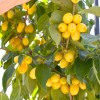 Cornelian Cherry Dogwood (Cornus mas) BUKOVINSKY