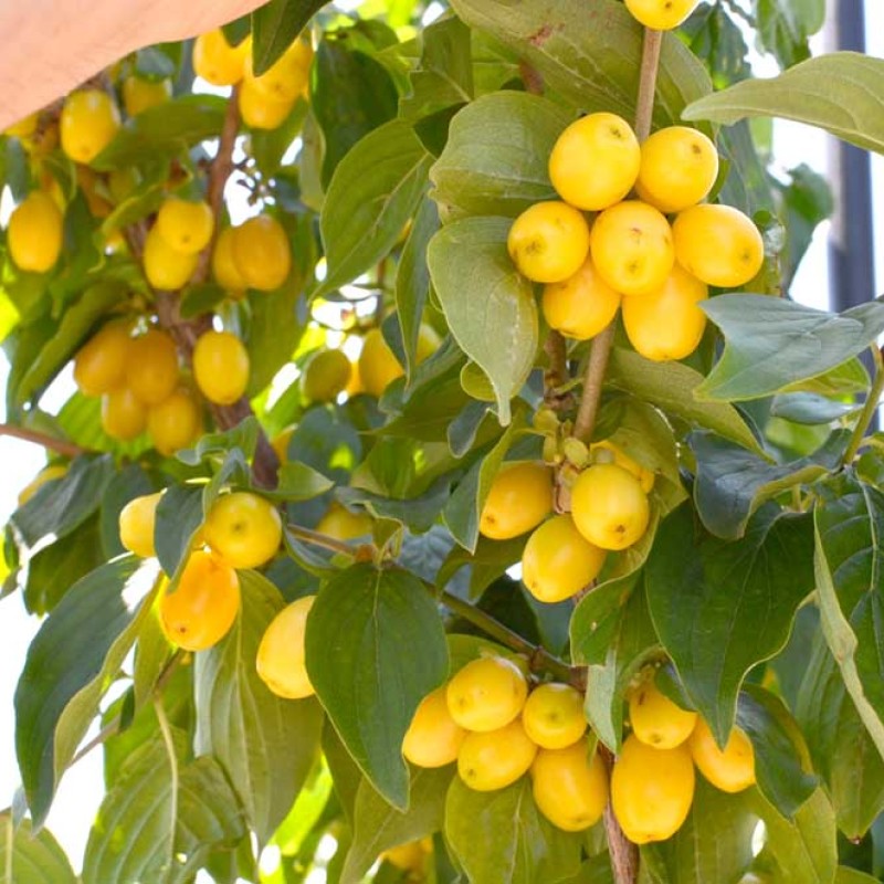 Cornelian Cherry Dogwood (Cornus mas) BUKOVINSKY