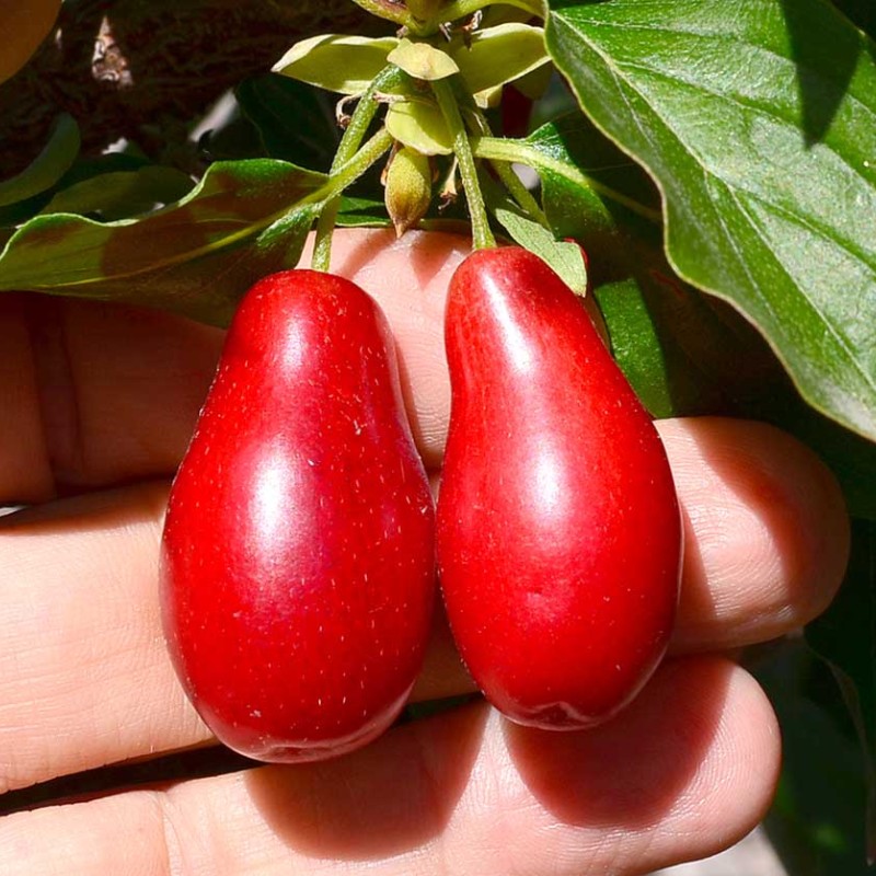 Cornelian Cherry Dogwood (Cornus mas) KAZANLAK