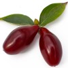 Cornelian Cherry Dogwood (Cornus mas) LUKYANOVSKY