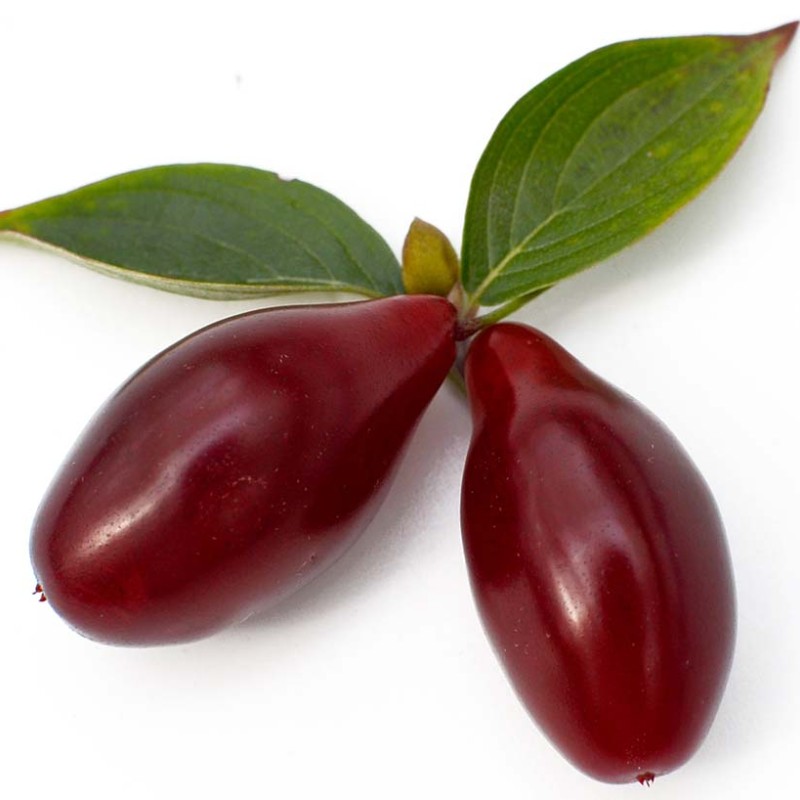 Cornelian Cherry Dogwood (Cornus mas) LUKYANOVSKY