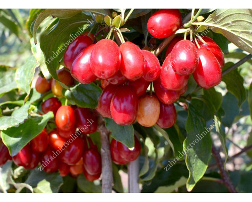 Cornelian Cherry Dogwood (Cornus mas) PANCHAREVO