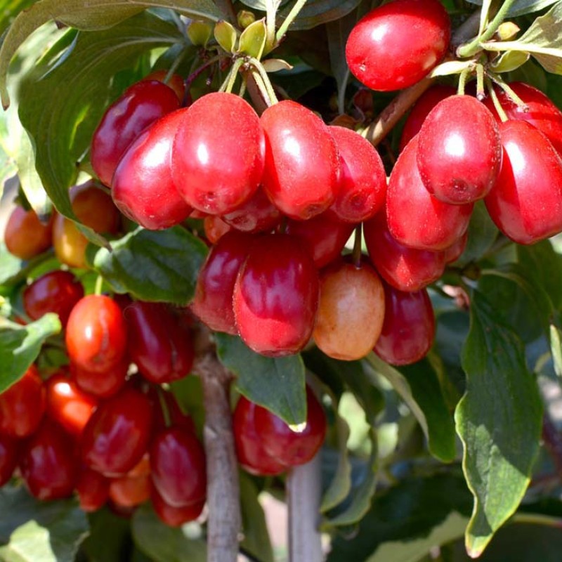 Cornelian Cherry Dogwood (Cornus mas) PANCHAREVO