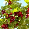 Drieň obyčajný (Cornus mas) SHUMEN