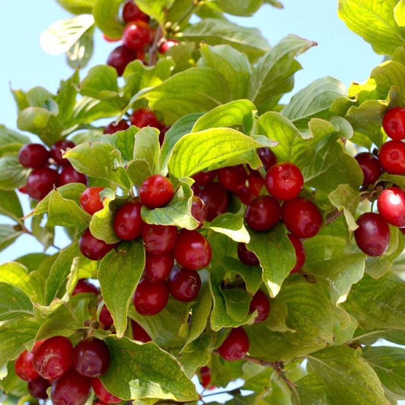 Drieň obyčajný (Cornus mas) SHUMEN