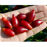 Cornelian Cherry Dogwood (Cornus mas) SVETLYACHOK