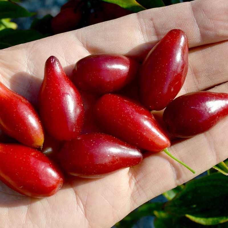 Cornelian Cherry Dogwood (Cornus mas) SVETLYACHOK