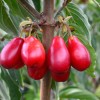 Cornelian Cherry Dogwood (Cornus mas) SVETLYACHOK