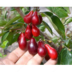 Cornelian Cherry Dogwood (Cornus mas) SZAFER® 