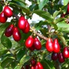 Kornelkirsche (Cornus mas) SZAFER®