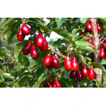 Cornelian Cherry Dogwood (Cornus mas) SZAFER® 