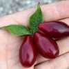 Cornelian Cherry Dogwood (Cornus mas) VYDUBECKY