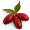 Cornelian Cherry Dogwood (Cornus mas) VYDUBECKY
