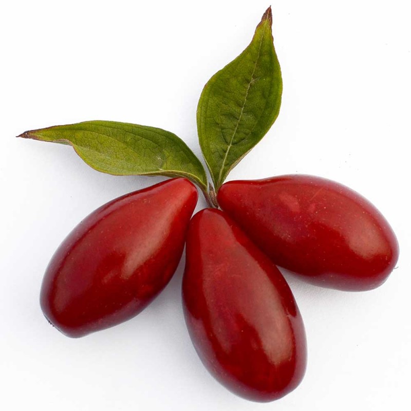 Cornelian Cherry Dogwood (Cornus mas) VYDUBECKY