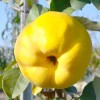 Dula (Cydonia oblonga) DARUNOK ONUKU