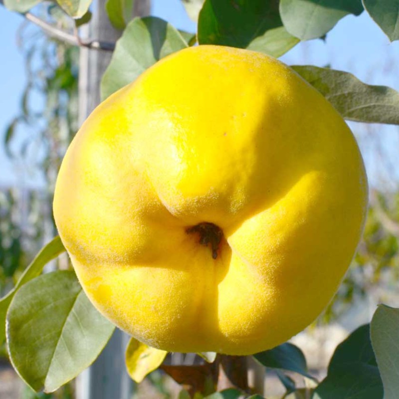Dula (Cydonia oblonga) DARUNOK ONUKU
