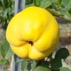 Dula (Cydonia oblonga) DARUNOK ONUKU