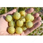 Egreš (Grossularia uva-crispa) BERILL
