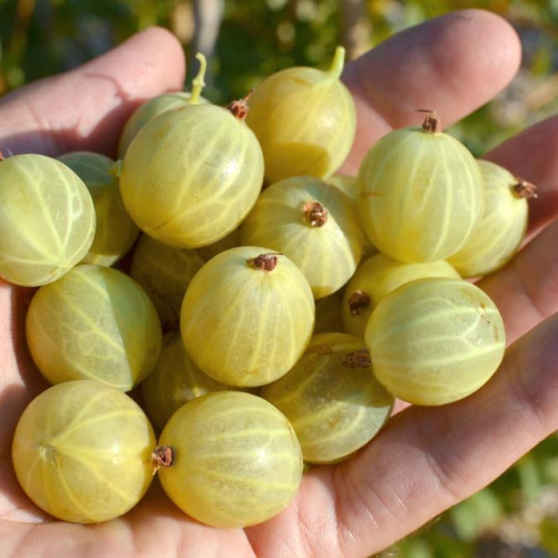 Egreš stromček (Grossularia uva-crispa) BERILL®