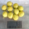 Egreš stromček (Grossularia uva-crispa) BERILL®