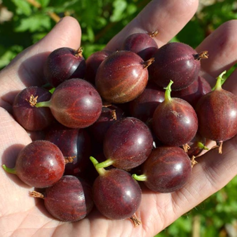 Egreš krík (Grossularia uva-crispa) ČERNOSLIVOVYJ