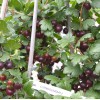 Egreš krík (Grossularia uva-crispa) ČERNOSLIVOVYJ