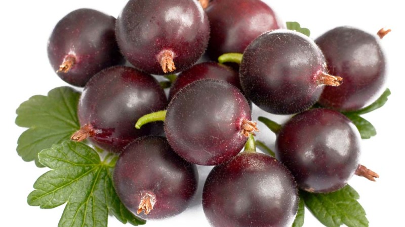 Ein Leitfaden für Anfänger: Wie man Stachelbeeren erfolgreich anbaut Ein Leitfaden für Anfänger: Wie man Stachelbeeren erfolgreich anbaut
