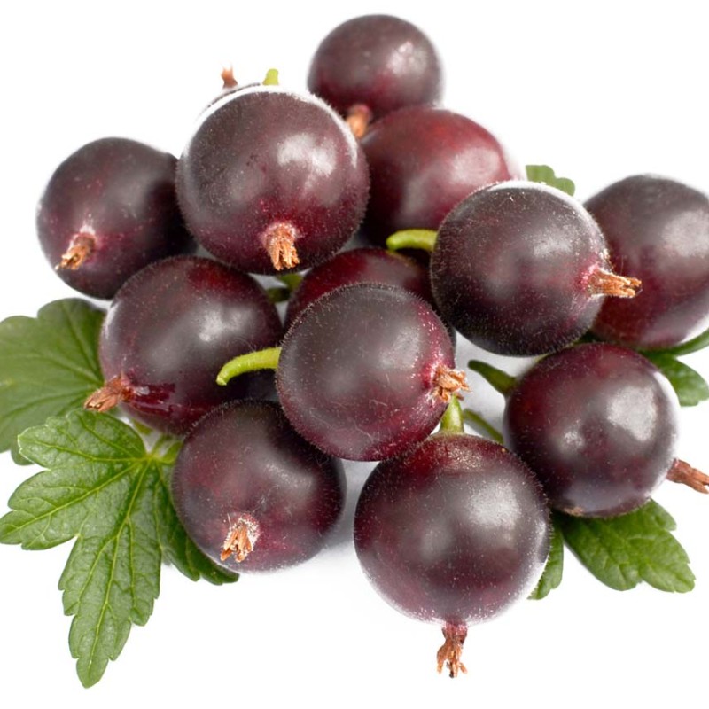 Egreš stromček (Grossularia uva-crispa) ČERNOSLIVOVYJ