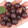 Egreš krík (Grossularia uva-crispa) ČERNOSLIVOVYJ