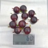 Egreš krík (Grossularia uva-crispa) ČERNOSLIVOVYJ