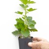 Egreš krík (Grossularia uva-crispa) ČERNOSLIVOVYJ
