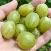 Gooseberry shrub (Grossularia uva-crispa) INVICTA