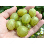 Egreš krík (Grossularia uva-crispa) INVICTA