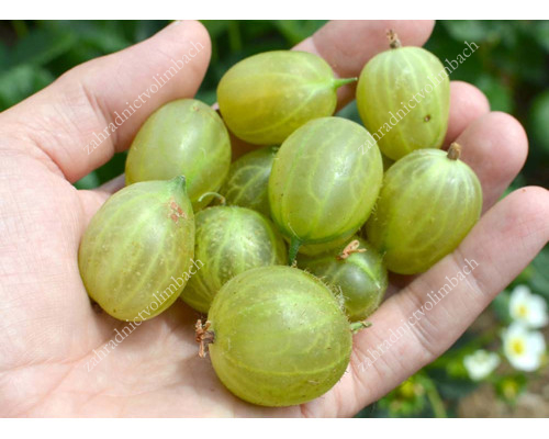 Stachelbeere Strauch (Grossularia uva-crispa) INVICTA