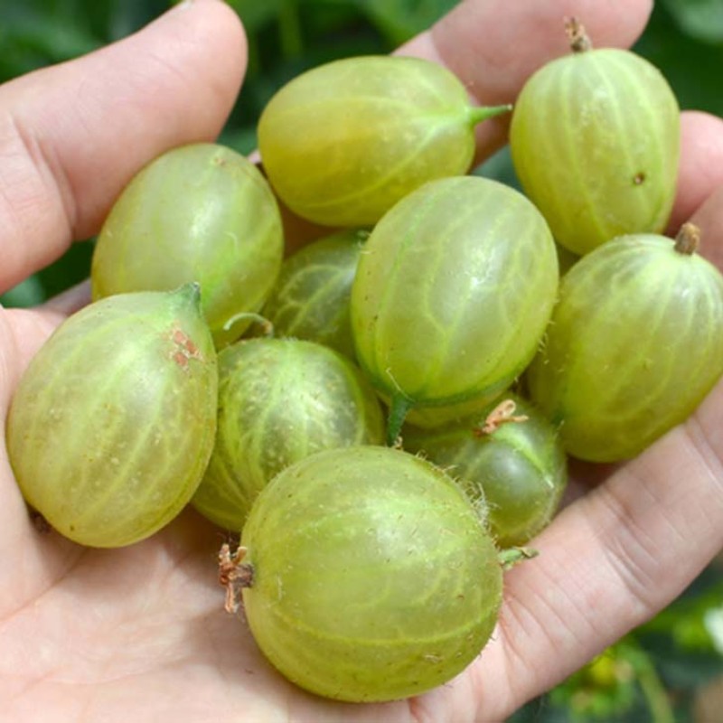 Gooseberry shrub (Grossularia uva-crispa) INVICTA