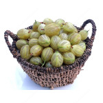 Stachelbeere Stamm (Grossularia uva-crispa) INVICTA