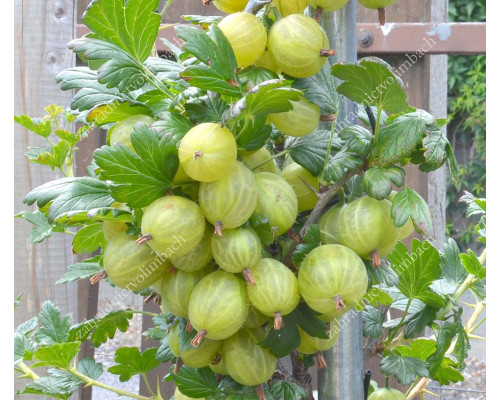 Stachelbeere Stamm (Grossularia uva-crispa) INVICTA