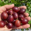 Egreš stromček (Grossularia uva-crispa) KAMENIAR