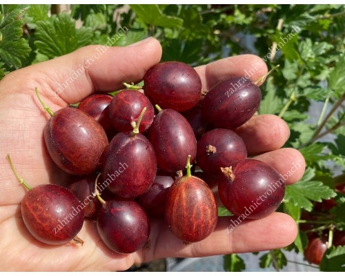 Gooseberry trunk (Grossularia uva-crispa) KAMENIAR