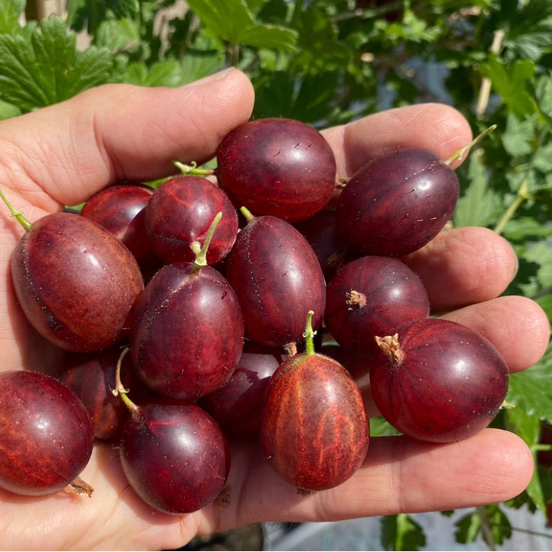 Egreš stromček (Grossularia uva-crispa) KAMENIAR