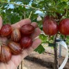Gooseberry trunk (Grossularia uva-crispa) KRASNOSLAVYANSKY