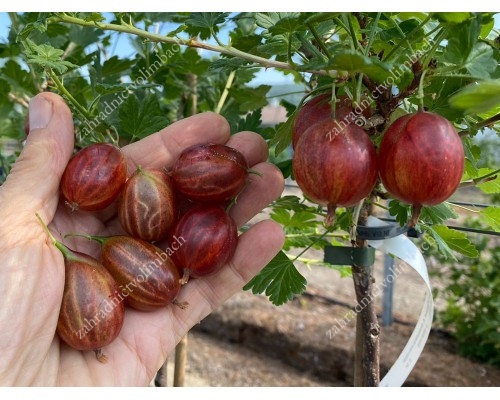 Stachelbeere Stamm (Grossularia uva-crispa) KRASNOSLAVJANSKIJ