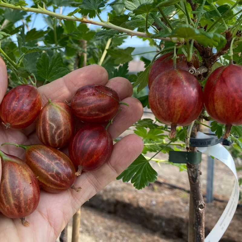 Gooseberry trunk (Grossularia uva-crispa) KRASNOSLAVYANSKY