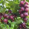 Gooseberry trunk (Grossularia uva-crispa) NESLUKHOVSKY