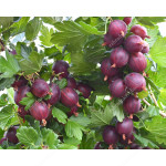 Egreš (Grossularia uva-crispa) NESLUCHOVSKIJ