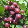 Gooseberry trunk (Grossularia uva-crispa) NESLUKHOVSKY